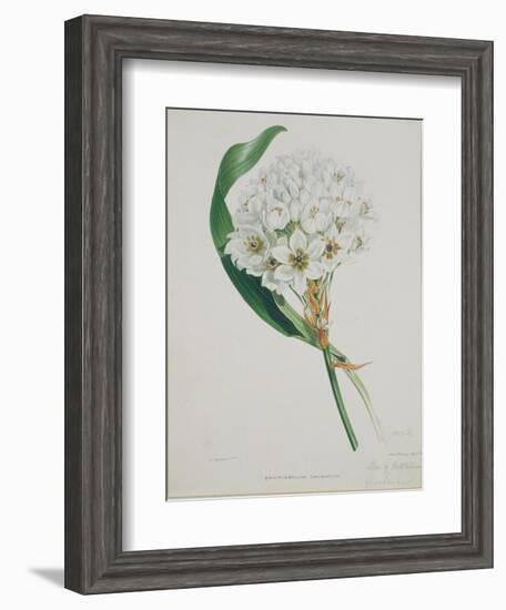 Ornithogalum Caudatum, the Star of Bethlehem-Samuel Holden-Framed Giclee Print