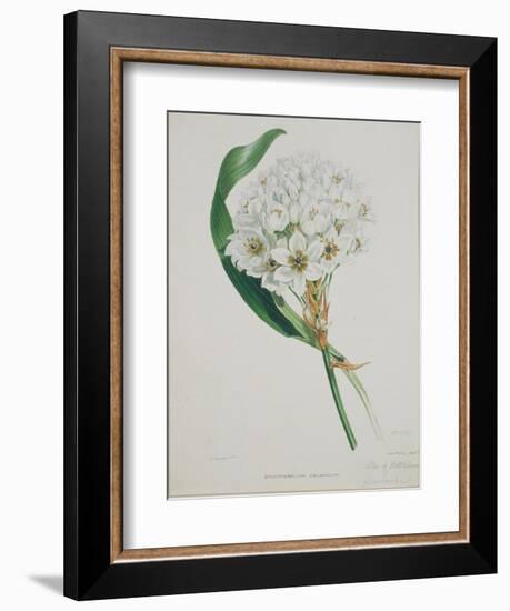 Ornithogalum Caudatum, the Star of Bethlehem-Samuel Holden-Framed Giclee Print