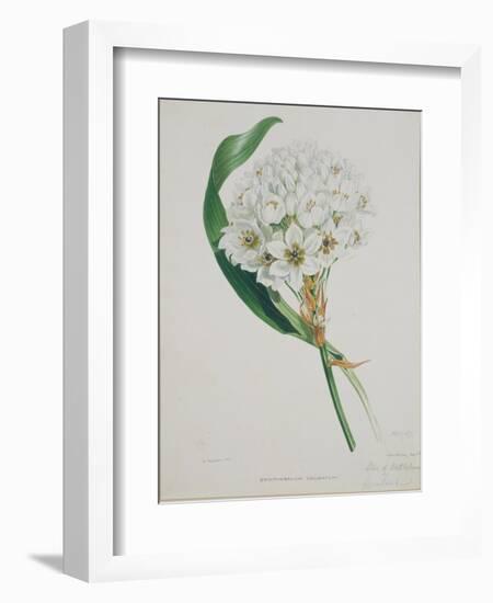 Ornithogalum Caudatum, the Star of Bethlehem-Samuel Holden-Framed Giclee Print