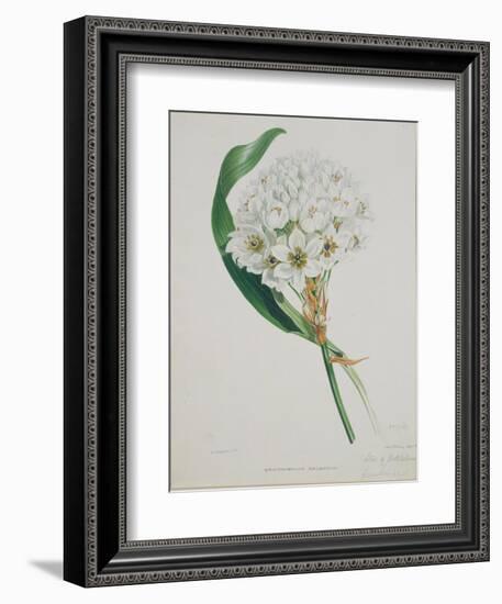 Ornithogalum Caudatum, the Star of Bethlehem-Samuel Holden-Framed Giclee Print