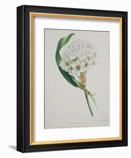 Ornithogalum Caudatum, the Star of Bethlehem-Samuel Holden-Framed Giclee Print