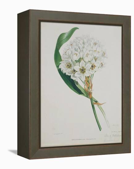 Ornithogalum Caudatum, the Star of Bethlehem-Samuel Holden-Framed Premier Image Canvas