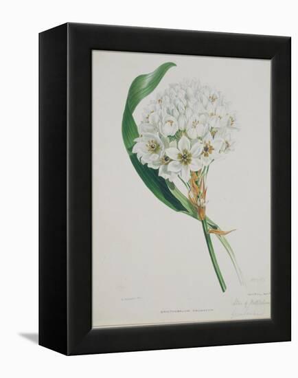 Ornithogalum Caudatum, the Star of Bethlehem-Samuel Holden-Framed Premier Image Canvas