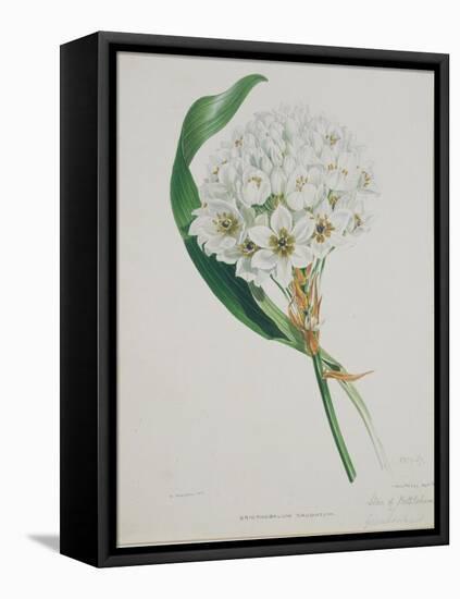 Ornithogalum Caudatum, the Star of Bethlehem-Samuel Holden-Framed Premier Image Canvas