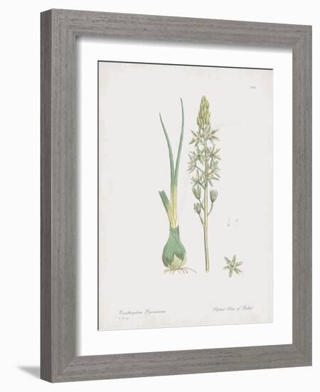 Ornithogalum Pyrenaicum-James Sowerby-Framed Giclee Print