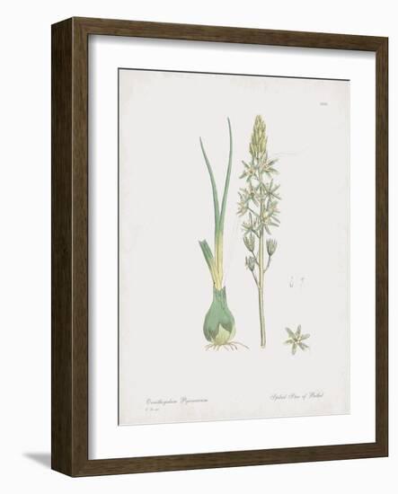 Ornithogalum Pyrenaicum-James Sowerby-Framed Giclee Print