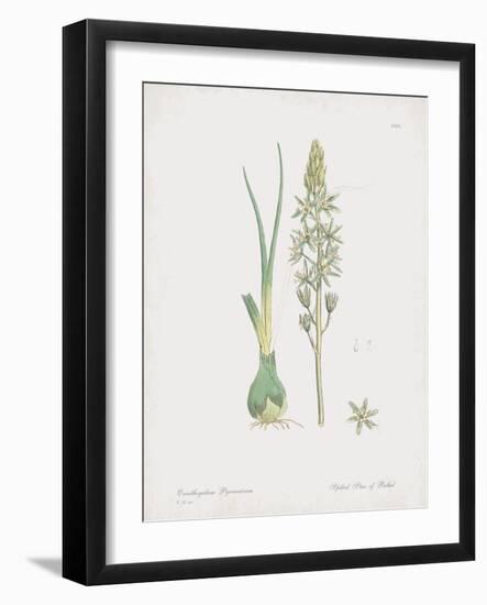 Ornithogalum Pyrenaicum-James Sowerby-Framed Giclee Print