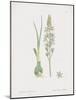 Ornithogalum Pyrenaicum-James Sowerby-Mounted Giclee Print