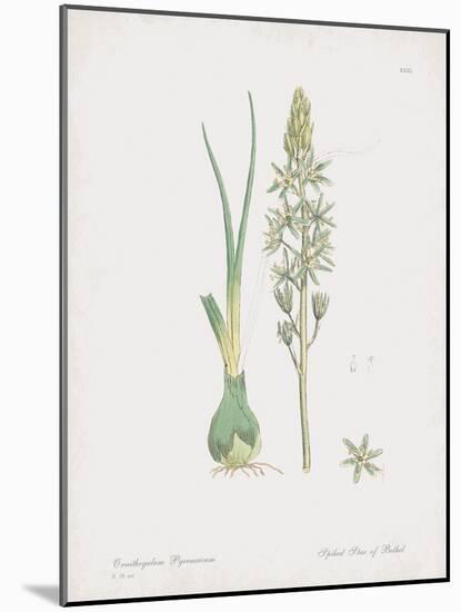 Ornithogalum Pyrenaicum-James Sowerby-Mounted Giclee Print