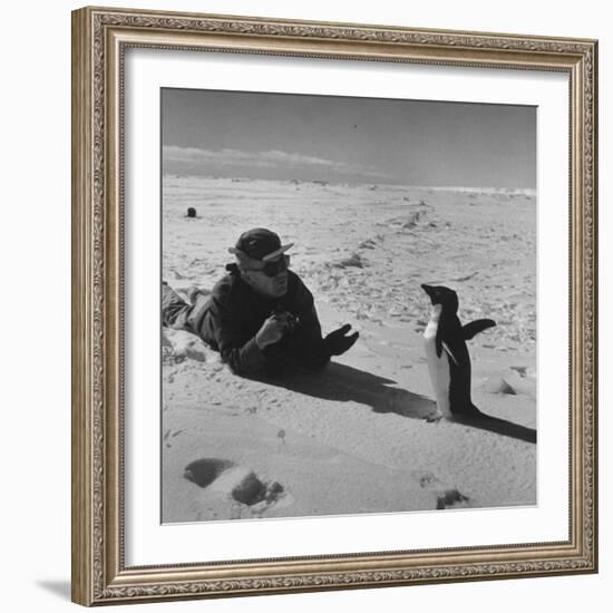 Ornithologist Photographing Native Penguin-Fritz Goro-Framed Photographic Print