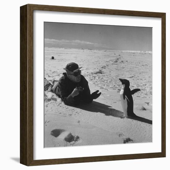 Ornithologist Photographing Native Penguin-Fritz Goro-Framed Photographic Print