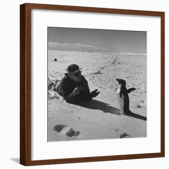Ornithologist Photographing Native Penguin-Fritz Goro-Framed Photographic Print