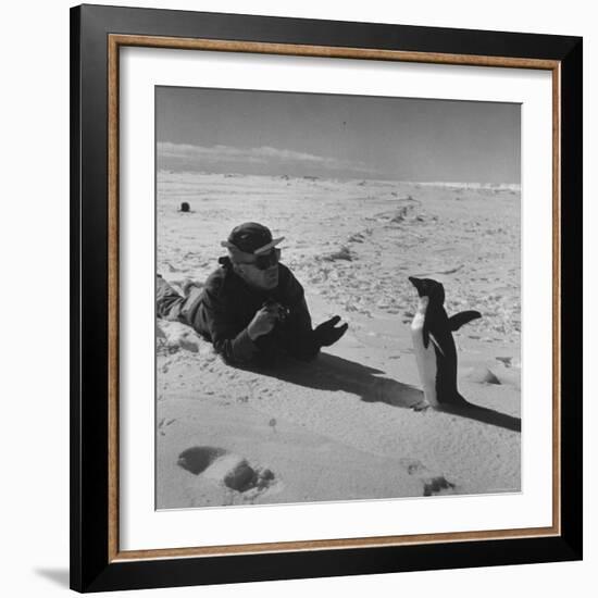 Ornithologist Photographing Native Penguin-Fritz Goro-Framed Photographic Print