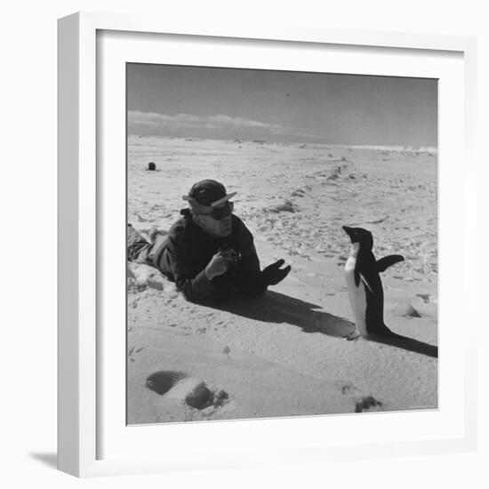 Ornithologist Photographing Native Penguin-Fritz Goro-Framed Photographic Print