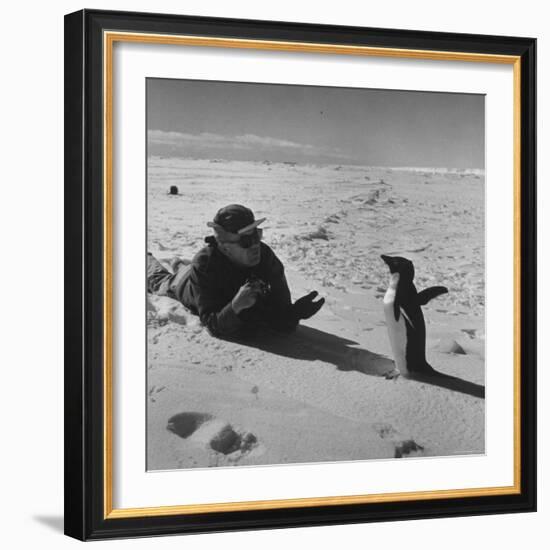 Ornithologist Photographing Native Penguin-Fritz Goro-Framed Photographic Print