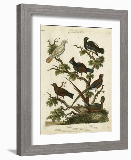 Ornithology II-Sydenham Teast Edwards-Framed Art Print