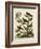 Ornithology II-Sydenham Teast Edwards-Framed Art Print