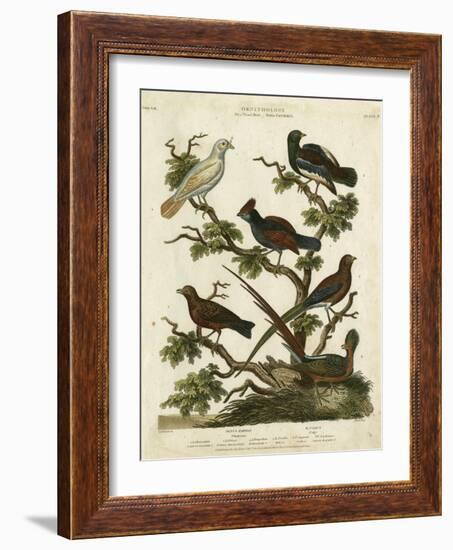 Ornithology II-Sydenham Teast Edwards-Framed Art Print