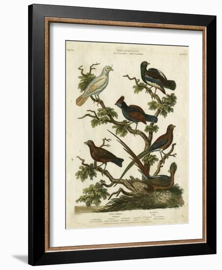 Ornithology II-Sydenham Teast Edwards-Framed Art Print