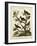 Ornithology II-Sydenham Teast Edwards-Framed Art Print