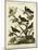 Ornithology II-Sydenham Teast Edwards-Mounted Art Print