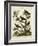 Ornithology II-Sydenham Teast Edwards-Framed Art Print