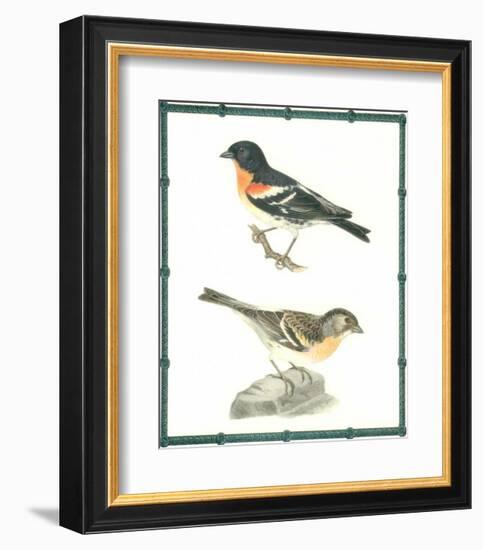 Ornitologica II-null-Framed Art Print