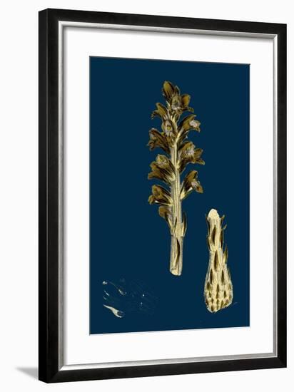 Orobanche Eu-Minor; Lesser Broom-Rape-null-Framed Giclee Print