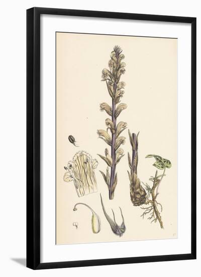 Orobanche Hederae Ivy Broom-Rape-null-Framed Giclee Print