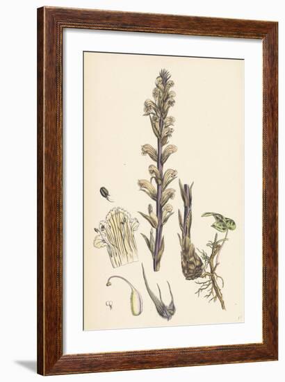 Orobanche Hederae Ivy Broom-Rape-null-Framed Giclee Print