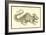 Orobonis Piscis Effigies-Ulisse Aldrovandi-Framed Art Print