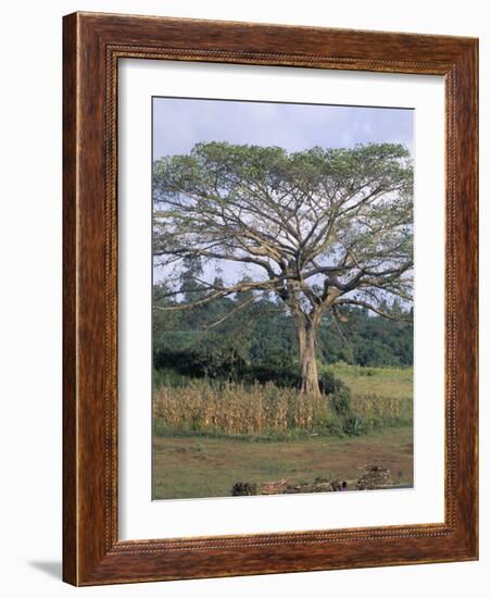 Oromo Country, Bako Region, Shoa State, Ethiopia, Africa-Bruno Barbier-Framed Photographic Print