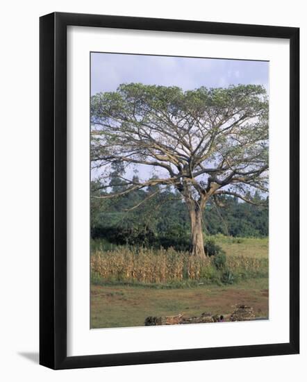 Oromo Country, Bako Region, Shoa State, Ethiopia, Africa-Bruno Barbier-Framed Photographic Print