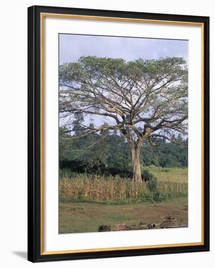 Oromo Country, Bako Region, Shoa State, Ethiopia, Africa-Bruno Barbier-Framed Photographic Print