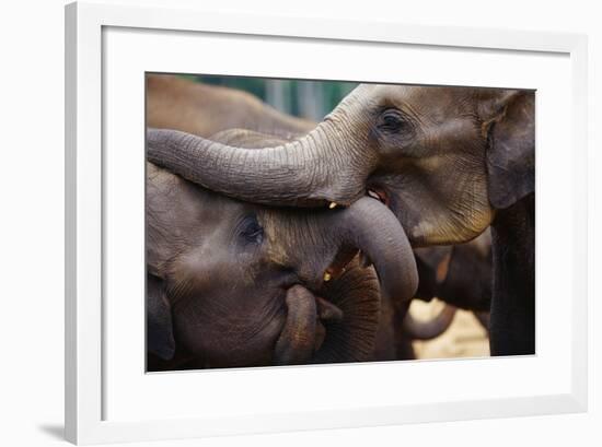 Orphaned Elephants at Play-Paul Souders-Framed Photographic Print