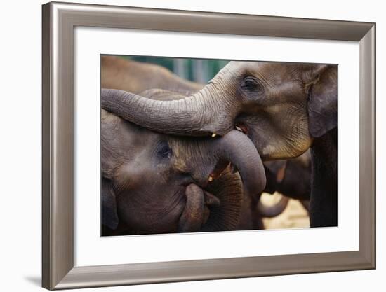 Orphaned Elephants at Play-Paul Souders-Framed Photographic Print