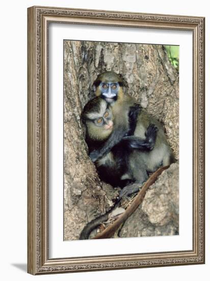 Orphaned Guenons-Tony Camacho-Framed Photographic Print