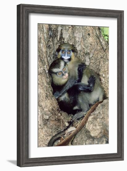 Orphaned Guenons-Tony Camacho-Framed Photographic Print