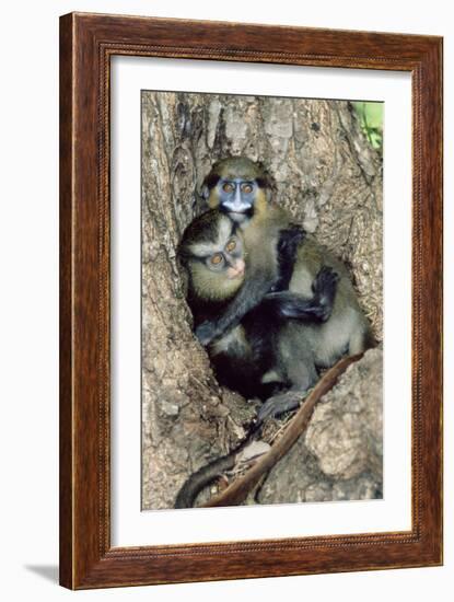 Orphaned Guenons-Tony Camacho-Framed Photographic Print