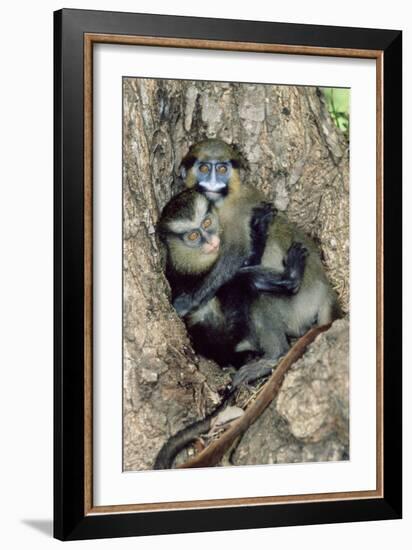 Orphaned Guenons-Tony Camacho-Framed Photographic Print