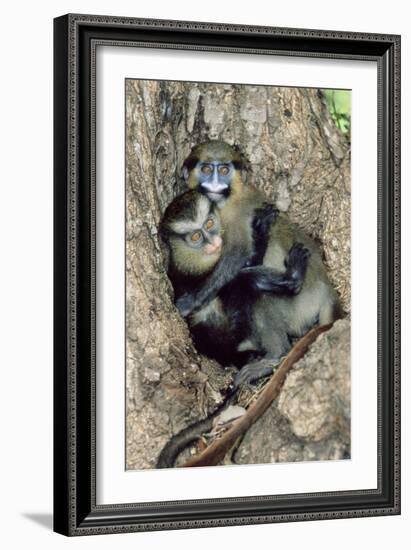 Orphaned Guenons-Tony Camacho-Framed Photographic Print