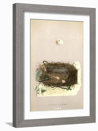 Orphean Warbler Egg and Nest-null-Framed Art Print