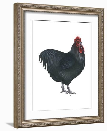 Orpington (Gallus Gallus Domesticus), Rooster, Poultry, Birds-Encyclopaedia Britannica-Framed Art Print