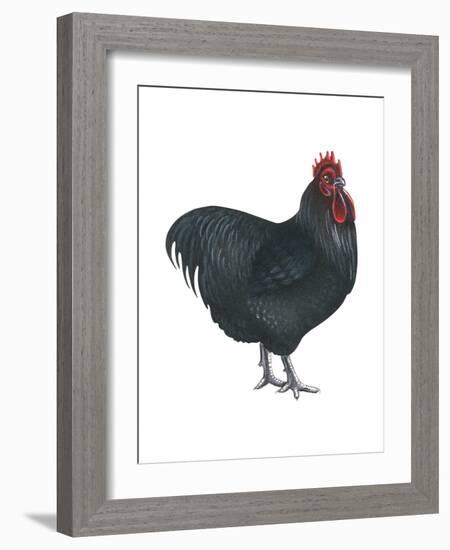 Orpington (Gallus Gallus Domesticus), Rooster, Poultry, Birds-Encyclopaedia Britannica-Framed Art Print