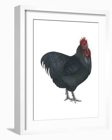 Orpington (Gallus Gallus Domesticus), Rooster, Poultry, Birds-Encyclopaedia Britannica-Framed Art Print