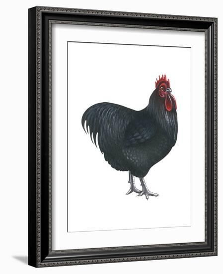 Orpington (Gallus Gallus Domesticus), Rooster, Poultry, Birds-Encyclopaedia Britannica-Framed Art Print