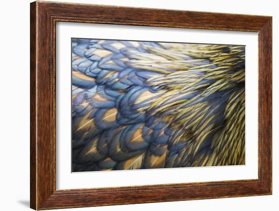 Orpington Gold Laced, Feather Detail-null-Framed Photographic Print