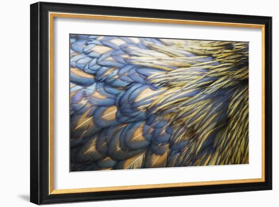 Orpington Gold Laced, Feather Detail-null-Framed Photographic Print