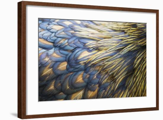 Orpington Gold Laced, Feather Detail-null-Framed Photographic Print