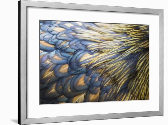 Orpington Gold Laced, Feather Detail-null-Framed Photographic Print